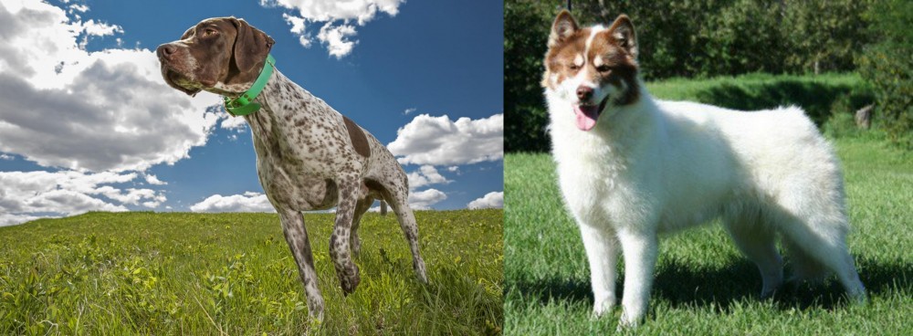Canadian Eskimo Dog vs Braque Francais (Pyrenean Type) - Breed Comparison