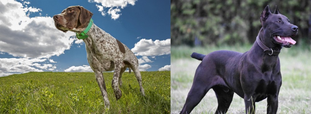 Canis Panther vs Braque Francais (Pyrenean Type) - Breed Comparison
