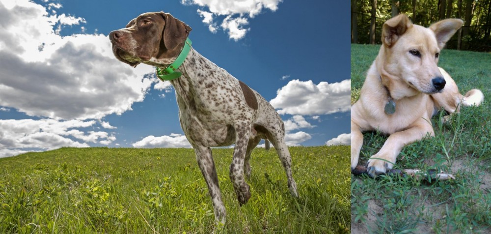 Carolina Dog vs Braque Francais (Pyrenean Type) - Breed Comparison