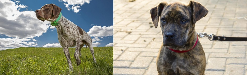 Catahoula Bulldog vs Braque Francais (Pyrenean Type) - Breed Comparison