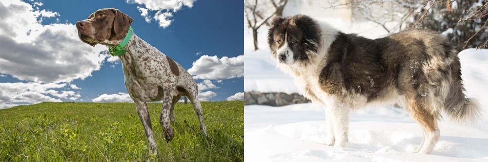 Caucasian Shepherd vs Braque Francais (Pyrenean Type) - Breed Comparison