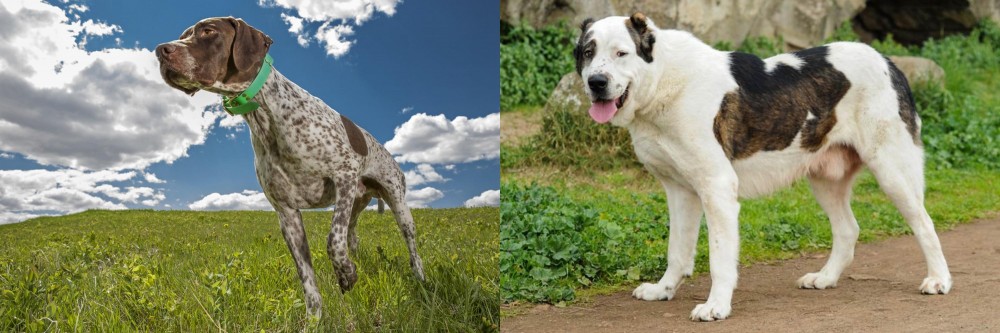 Central Asian Shepherd vs Braque Francais (Pyrenean Type) - Breed Comparison