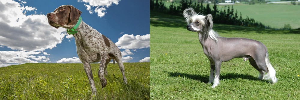 Chinese Crested Dog vs Braque Francais (Pyrenean Type) - Breed Comparison