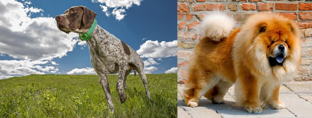 Chow Chow vs Braque Francais (Pyrenean Type) - Breed Comparison