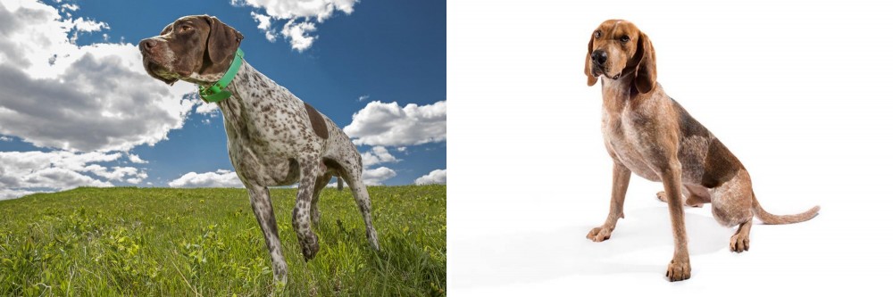 Coonhound vs Braque Francais (Pyrenean Type) - Breed Comparison