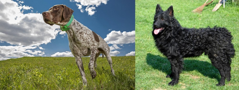 Croatian Sheepdog vs Braque Francais (Pyrenean Type) - Breed Comparison