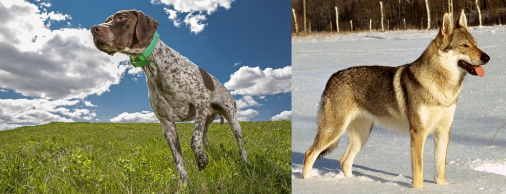 Czechoslovakian Wolfdog vs Braque Francais (Pyrenean Type) - Breed Comparison