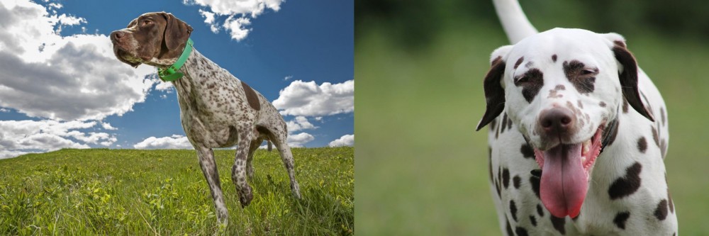 Dalmatian vs Braque Francais (Pyrenean Type) - Breed Comparison