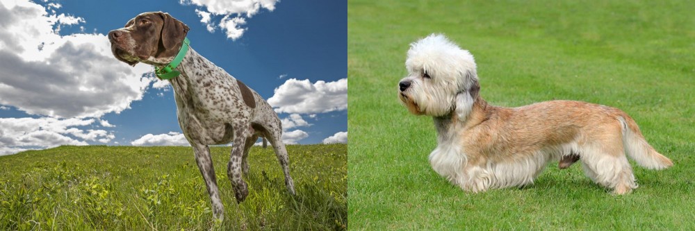 Dandie Dinmont Terrier vs Braque Francais (Pyrenean Type) - Breed Comparison