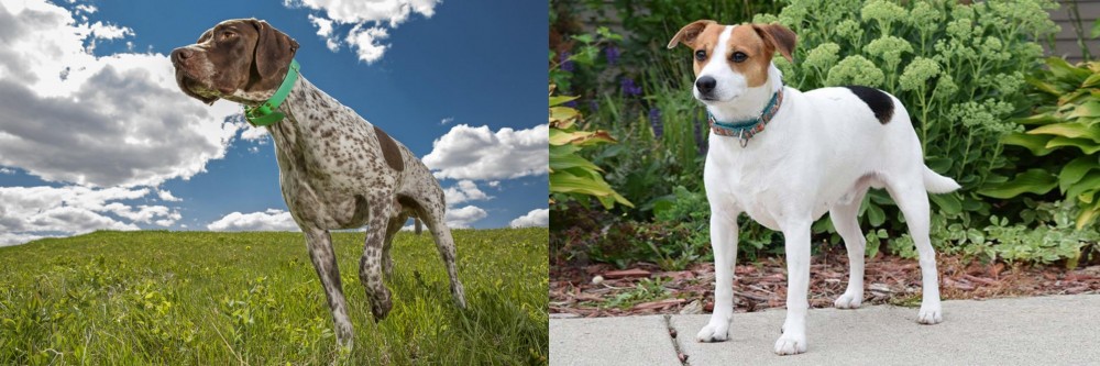 Danish Swedish Farmdog vs Braque Francais (Pyrenean Type) - Breed Comparison