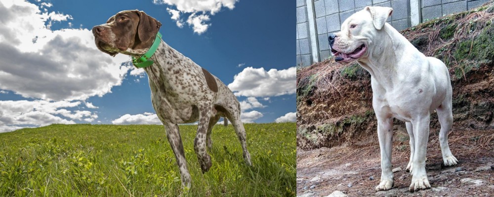 Dogo Guatemalteco vs Braque Francais (Pyrenean Type) - Breed Comparison