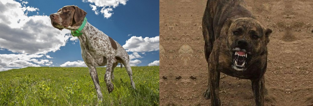 Dogo Sardesco vs Braque Francais (Pyrenean Type) - Breed Comparison