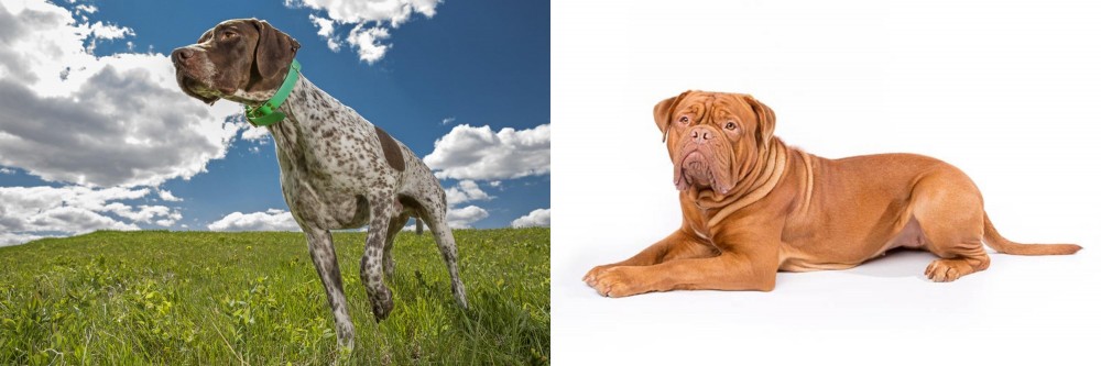 Dogue De Bordeaux vs Braque Francais (Pyrenean Type) - Breed Comparison