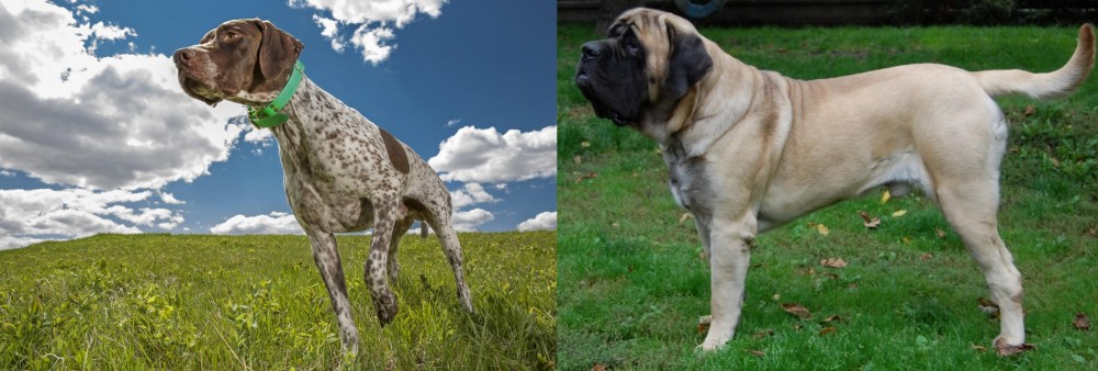 English Mastiff vs Braque Francais (Pyrenean Type) - Breed Comparison
