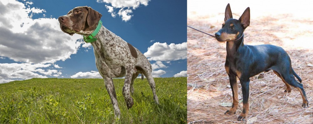 English Toy Terrier (Black & Tan) vs Braque Francais (Pyrenean Type) - Breed Comparison