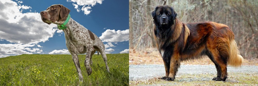Estrela Mountain Dog vs Braque Francais (Pyrenean Type) - Breed Comparison
