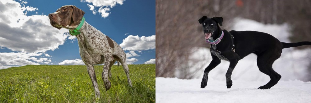 Eurohound vs Braque Francais (Pyrenean Type) - Breed Comparison