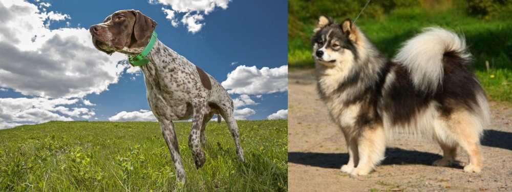 Finnish Lapphund vs Braque Francais (Pyrenean Type) - Breed Comparison