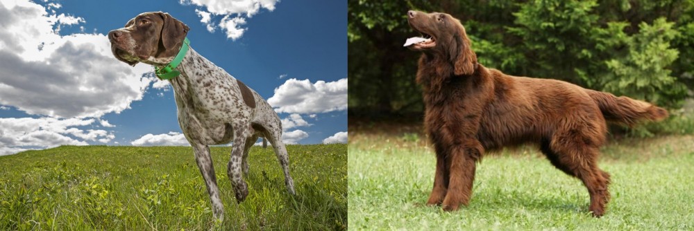 Flat-Coated Retriever vs Braque Francais (Pyrenean Type) - Breed Comparison