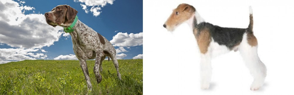 Fox Terrier vs Braque Francais (Pyrenean Type) - Breed Comparison