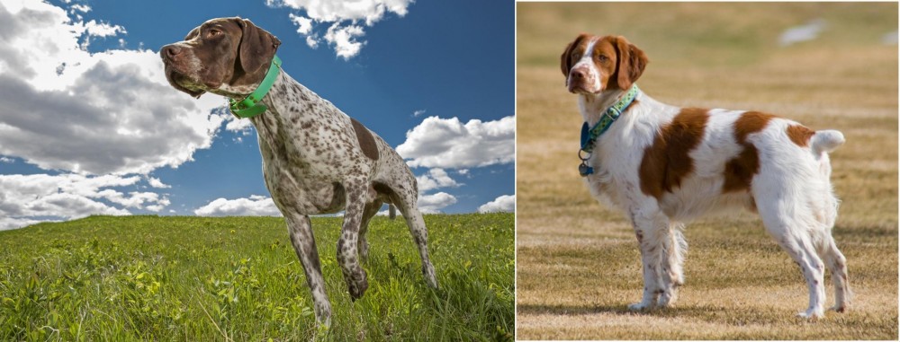 French Brittany vs Braque Francais (Pyrenean Type) - Breed Comparison