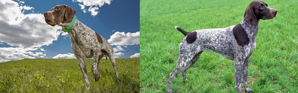 German Shorthaired Pointer vs Braque Francais (Pyrenean Type) - Breed Comparison