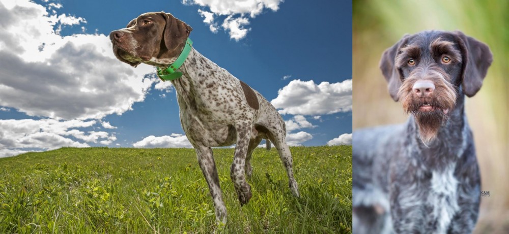German Wirehaired Pointer vs Braque Francais (Pyrenean Type) - Breed Comparison