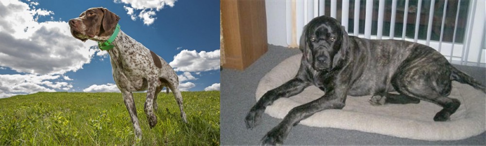 Giant Maso Mastiff vs Braque Francais (Pyrenean Type) - Breed Comparison