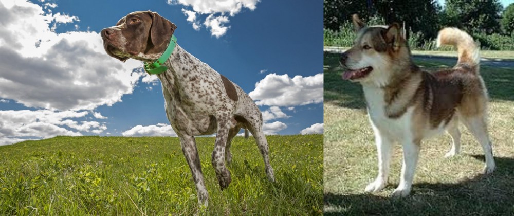 Greenland Dog vs Braque Francais (Pyrenean Type) - Breed Comparison