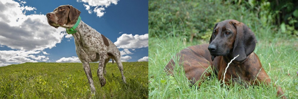 Hanover Hound vs Braque Francais (Pyrenean Type) - Breed Comparison