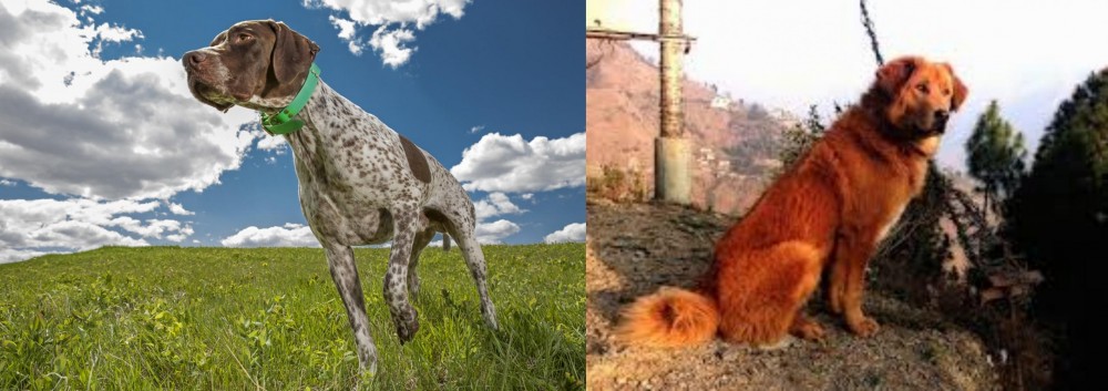 Himalayan Sheepdog vs Braque Francais (Pyrenean Type) - Breed Comparison