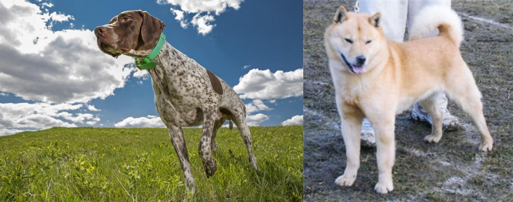 Hokkaido vs Braque Francais (Pyrenean Type) - Breed Comparison