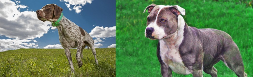 Irish Staffordshire Bull Terrier vs Braque Francais (Pyrenean Type) - Breed Comparison