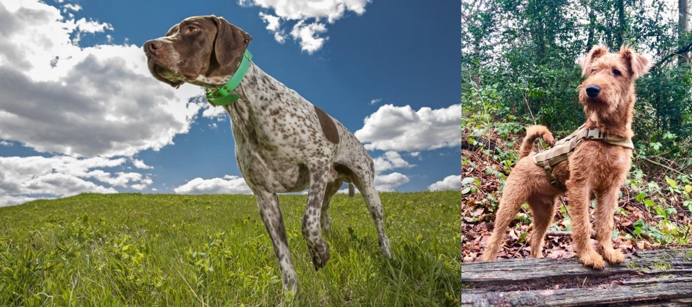 Irish Terrier vs Braque Francais (Pyrenean Type) - Breed Comparison