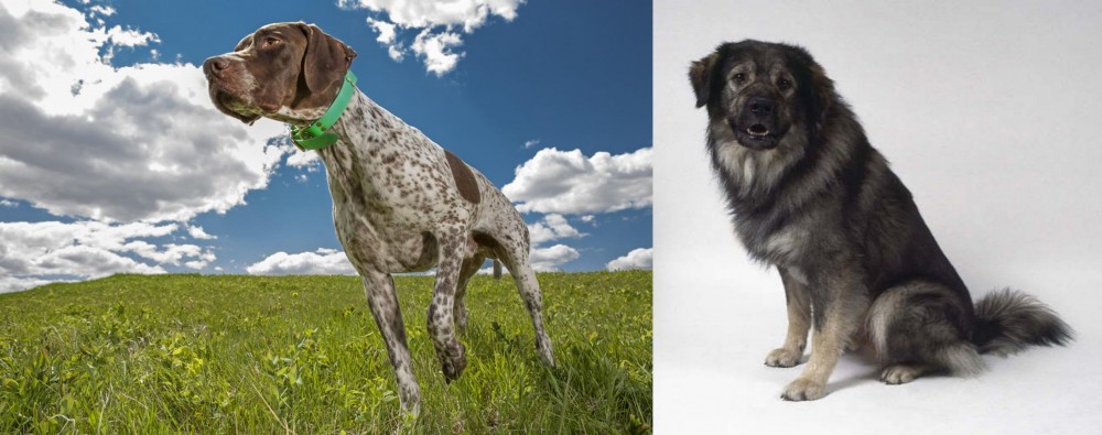 Istrian Sheepdog vs Braque Francais (Pyrenean Type) - Breed Comparison