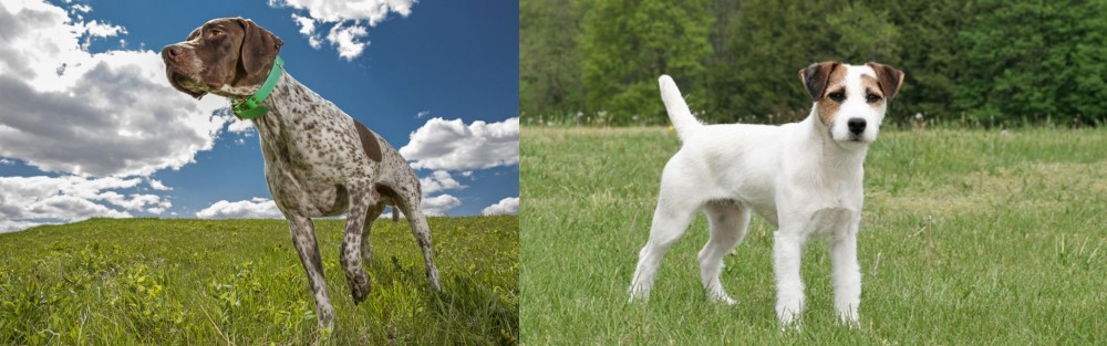 Jack Russell Terrier vs Braque Francais (Pyrenean Type) - Breed Comparison