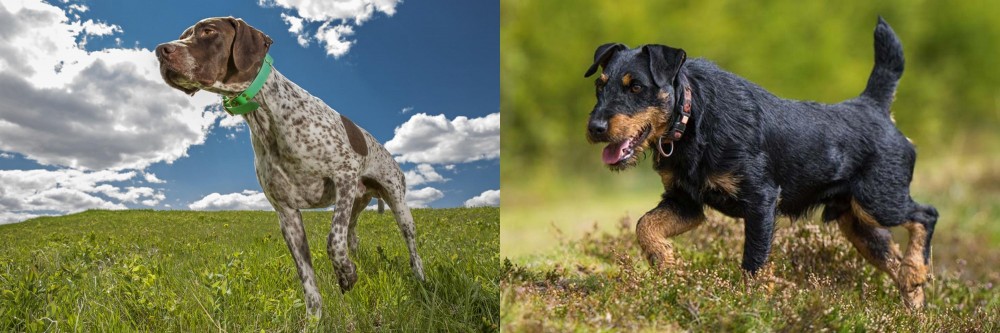 Jagdterrier vs Braque Francais (Pyrenean Type) - Breed Comparison