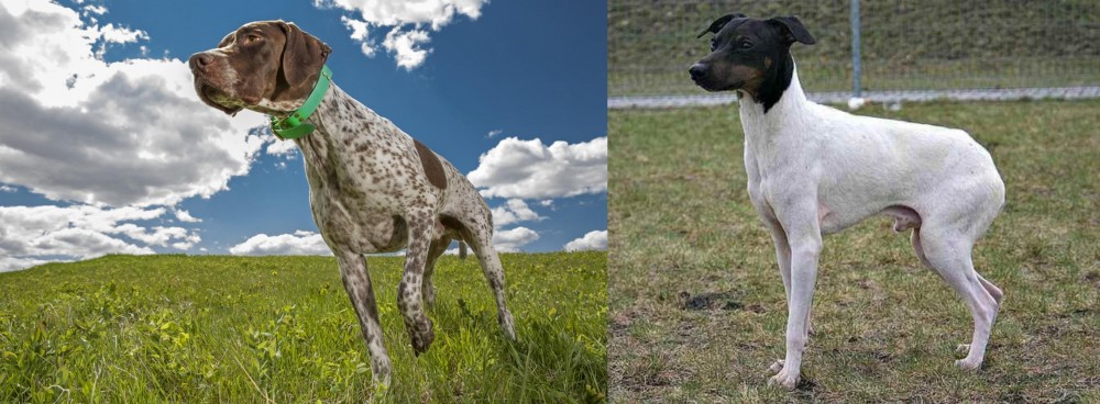 Japanese Terrier vs Braque Francais (Pyrenean Type) - Breed Comparison