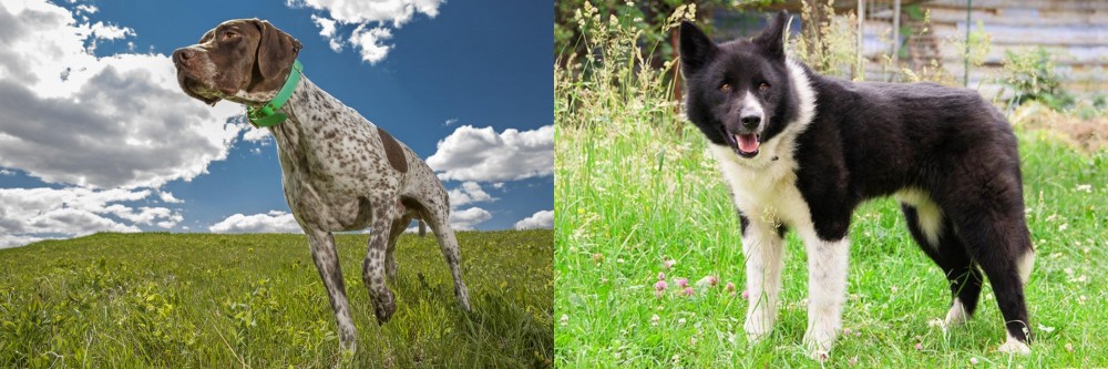 Karelian Bear Dog vs Braque Francais (Pyrenean Type) - Breed Comparison