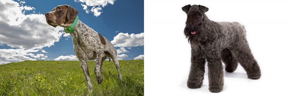 Kerry Blue Terrier vs Braque Francais (Pyrenean Type) - Breed Comparison