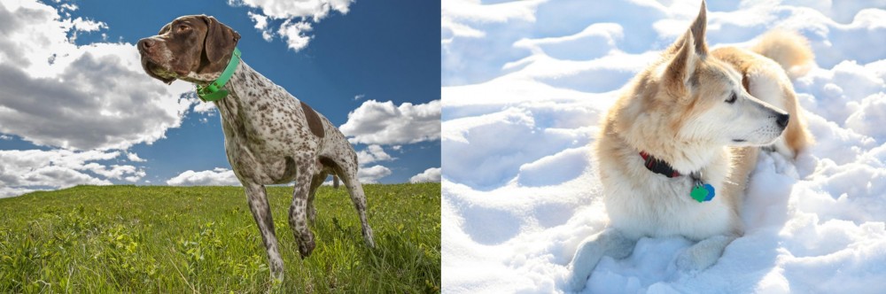 Labrador Husky vs Braque Francais (Pyrenean Type) - Breed Comparison