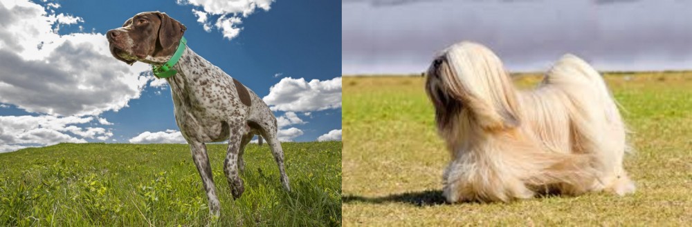 Lhasa Apso vs Braque Francais (Pyrenean Type) - Breed Comparison
