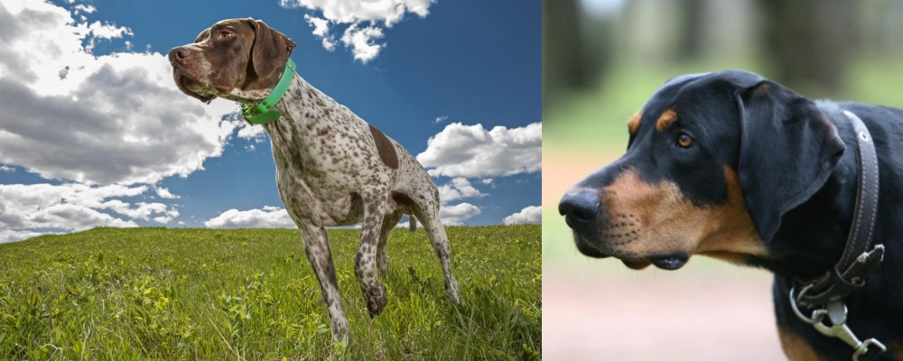 Lithuanian Hound vs Braque Francais (Pyrenean Type) - Breed Comparison