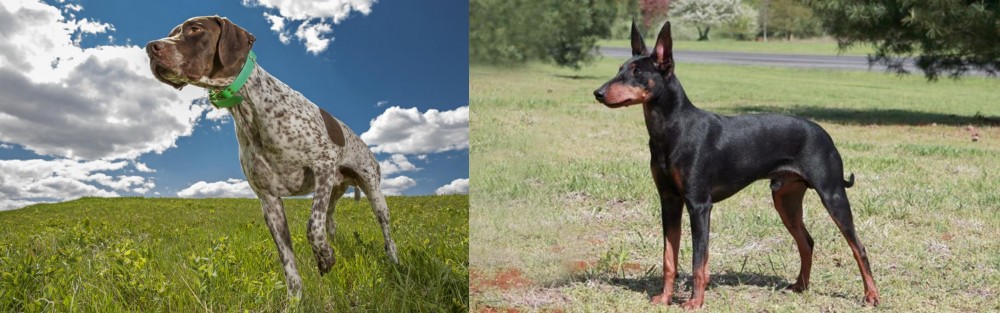 Manchester Terrier vs Braque Francais (Pyrenean Type) - Breed Comparison