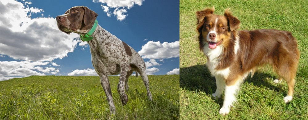 Miniature Australian Shepherd vs Braque Francais (Pyrenean Type) - Breed Comparison
