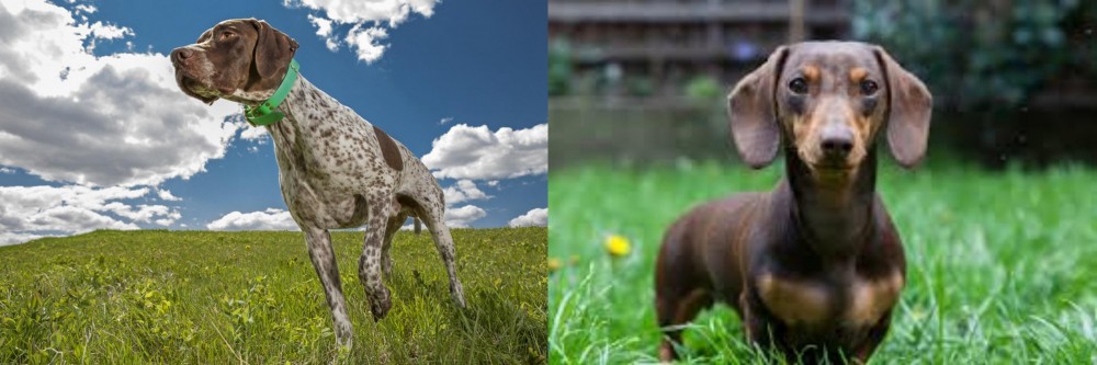 Miniature Dachshund vs Braque Francais (Pyrenean Type) - Breed Comparison