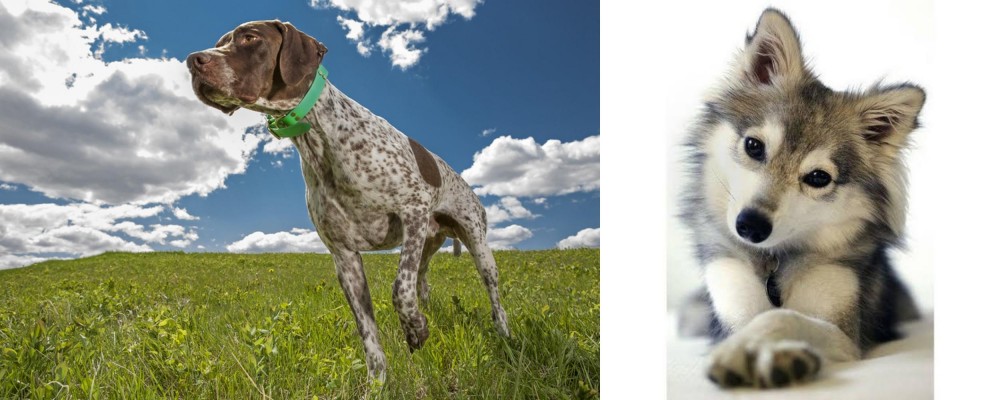 Miniature Siberian Husky vs Braque Francais (Pyrenean Type) - Breed Comparison