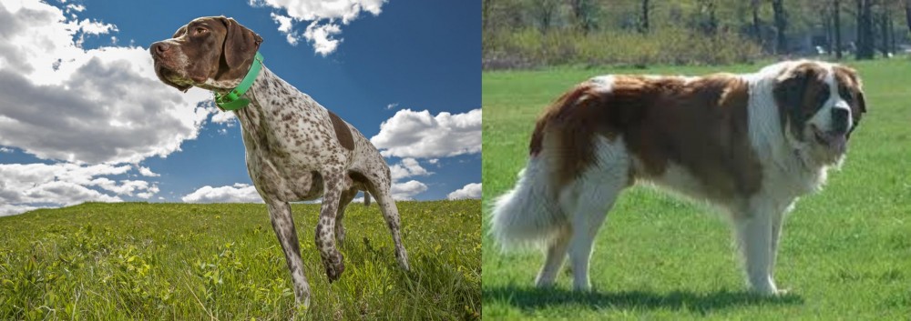 Moscow Watchdog vs Braque Francais (Pyrenean Type) - Breed Comparison