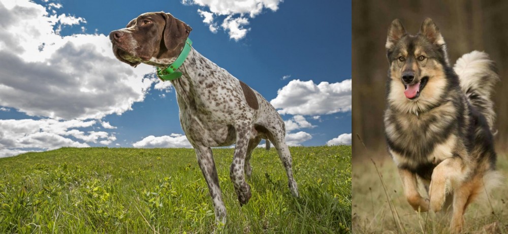 Native American Indian Dog vs Braque Francais (Pyrenean Type) - Breed Comparison