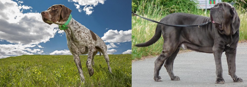 Neapolitan Mastiff vs Braque Francais (Pyrenean Type) - Breed Comparison